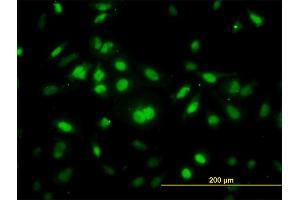 Immunofluorescence (IF) image for anti-Ring Finger Protein, LIM Domain Interacting (RLIM) (AA 1-83) antibody (ABIN565536)