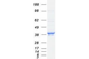 Validation with Western Blot (ELAVL1 Protein (Myc-DYKDDDDK Tag))