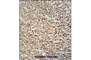GSDMC antibody immunohistochemistry analysis in formalin fixed and paraffin embedded human spleen tissue followed by peroxidase conjugation of the secondary antibody and DAB staining.