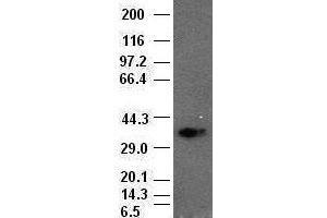 Goosecoid antibody (1D7) at1:1000 dilution + lysates from HEK-293T cells transfected with human Gooscoid expression vector (GSC antibody  (AA 107-257))