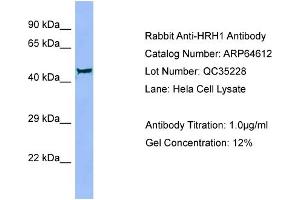 Western Blotting (WB) image for anti-Histamine Receptor H1 (HRH1) (Middle Region) antibody (ABIN2789899) (HRH1 antibody  (Middle Region))