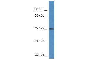 Western Blotting (WB) image for anti-ATPase Family, AAA Domain Containing 1 (ATAD1) (C-Term) antibody (ABIN2788535) (ATAD1 antibody  (C-Term))