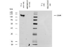 Western bloting analysis of human CD34 using mouse monoclonal antibody 4H11[APG] on lysates of TF-1 cell line and HEK293T/17 cell line (CD34 non-expressing cell line, negative control) under non-reducing and reducing conditions. (CD34 antibody)