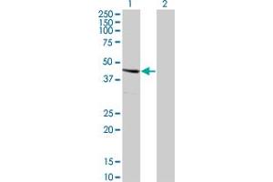 Western Blot analysis of SERPINE2 expression in transfected 293T cell line by SERPINE2 monoclonal antibody (M01), clone 3G12.