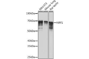 Western blot analysis of extracts of various cell lines, using NRF1 Rabbit mAb (ABIN7269022) at 1:1000 dilution.