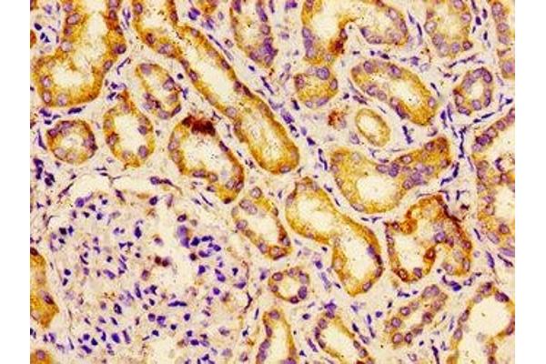 BCAM antibody  (AA 447-547)