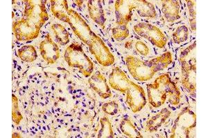 Immunohistochemistry of paraffin-embedded human kidney tissue using ABIN7145263 at dilution of 1:100 (BCAM antibody  (AA 447-547))