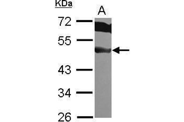 EIF3F antibody