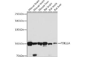 Western blot analysis of extracts of various cell lines, using PDE11A Rabbit pAb (ABIN7269298) at 1:1000 dilution. (PDE11A antibody  (AA 712-933))