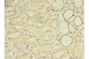 Immunohistochemistry of paraffin-embedded human kidney tissue using ABIN7142399 at dilution of 1:100 (MRPL33 antibody  (AA 1-65))