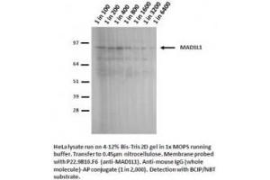 Image no. 1 for anti-MAD1 Mitotic Arrest Deficient-Like 1 (MAD1L1) antibody (ABIN341033) (MAD1L1 antibody)