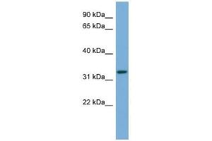 ATG3 antibody used at 0. (ATG3 antibody  (Middle Region))