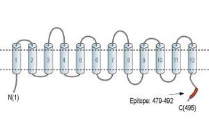 Representative domain view of the target of ABIN7043679.