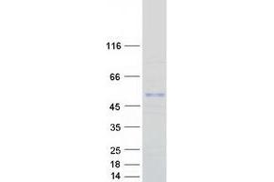 Western Blotting (WB) image for Ankyrin Repeat and SOCS Box-Containing 3 (ASB3) (Transcript Variant 2) protein (Myc-DYKDDDDK Tag) (ABIN2714967)
