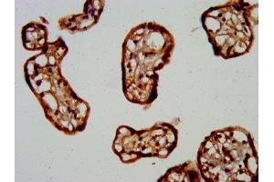 IHC image of ABIN7153231 diluted at 1:400 and staining in paraffin-embedded human placenta tissue performed on a Leica BondTM system.