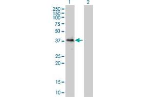 Western Blot analysis of TOB2 expression in transfected 293T cell line by TOB2 monoclonal antibody (M01), clone 2F2-1A7. (TOB2 antibody  (AA 1-344))