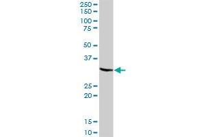 SDCBP MaxPab polyclonal antibody.