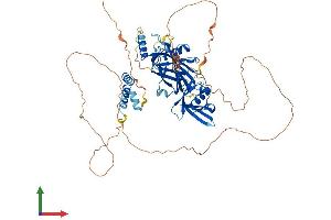 AlphaFold protein structure predicition of Human Recombinant GRHL1 Protein, UniprotID Q9NZI5