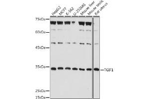 Western blot analysis of extracts of various cell lines, using TGIF1 antibody (ABIN7270795) at 1:1000 dilution. (TGIF1 antibody  (AA 123-272))