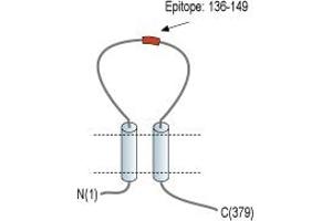 Representative domain view of the target of ABIN7885344.