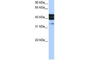 WB Suggested Anti-SMAD1 Antibody Titration:  0. (SMAD1 antibody  (Middle Region))