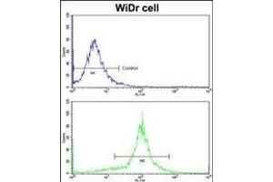 Flow cytometric analysis of widr cells using ACADM Antibody (Center)(bottom histogram) compared to a negative control cell (top histogram)FITC-conjugated goat-anti-rabbit secondary antibodies were used for the analysis. (Medium-Chain Specific Acyl-CoA Dehydrogenase, Mitochondrial (AA 189-217) antibody)