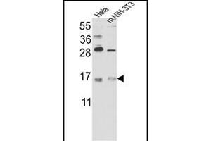 Western blot analysis of RBM3 Antibody (C-term) (Cat. (RBM3 antibody  (C-Term))