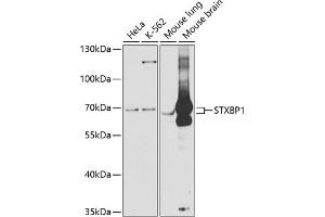 Western blot analysis of extracts of various cell lines, using STXBP1 antibody (ABIN6128255, ABIN6148673, ABIN6148674 and ABIN6221073) at 1:1000 dilution. (STXBP1 antibody  (AA 295-594))