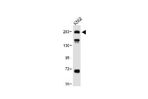 Anti-ATG2A Antibody (Center) at 1:1000 dilution + K562 whole cell lysate Lysates/proteins at 20 μg per lane. (ATG2A antibody  (AA 702-731))