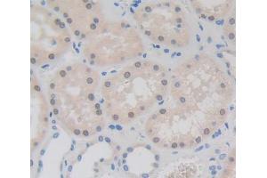 Used in DAB staining on fromalin fixed paraffin- embedded kidney tissue (Fibrillarin antibody  (AA 37-275))