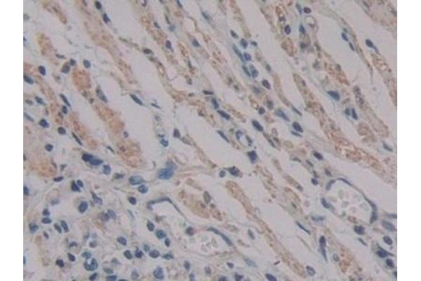 PKIB antibody  (AA 8-76)