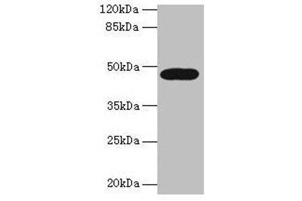 Lipase A anticorps  (AA 22-399)