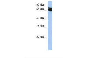 Image no. 1 for anti-beta-1,4-N-Acetyl-Galactosaminyl Transferase 1 (B4GALNT1) (AA 38-87) antibody (ABIN6738144) (B4GALNT1 antibody  (AA 38-87))