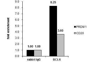 ChIP Image Cross-linked ChIP was performed with Raji chromatin extract and 5 μg of either control rabbit IgG or anti-BCL6 antibody. (BCL6 antibody  (Internal Region))