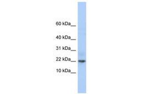 C9orf25 Antikörper  (C-Term)