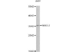 Western blot analysis of extracts of 293T cells, using NKX3-2 antibody (ABIN5995892) at 1:3000 dilution. (NKX3-2 antibody)