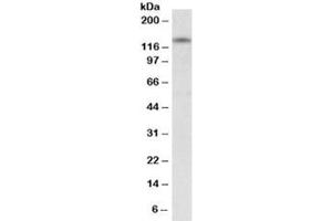 Western blot testing of human cerebellum lysate with RIP140 antibody at 0. (NRIP1 antibody)