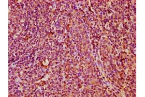 IHC image of ABIN7161649 diluted at 1:400 and staining in paraffin-embedded human tonsil tissue performed on a Leica BondTM system. (KLRC3 antibody  (AA 94-240))
