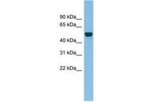 GDAP2 antibody  (AA 107-156)