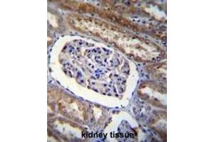 ARL8 Antibody (C-term) immunohistochemistry analysis in formalin fixed and paraffin embedded human kidney tissue followed by peroxidase conjugation of the secondary antibody and DAB staining.