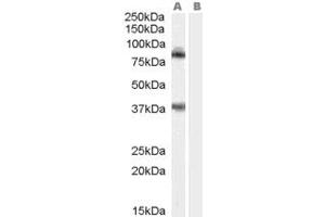 ABIN184941 staining (1ug/ml) of Mouse Brain (RIPA buffer, 35ug total protein per lane). (TRIM3 antibody  (N-Term))