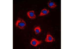Immunofluorescence (IF) image for anti-Caspase 9, Apoptosis-Related Cysteine Peptidase (CASP9) (Center) antibody (ABIN7295126)