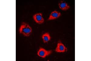 Immunofluorescent analysis of Caspase 9 staining in NIH3T3 cells.