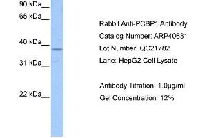 Western Blotting (WB) image for anti-Poly(rC) Binding Protein 1 (PCBP1) (Middle Region) antibody (ABIN2778971) (PCBP1 antibody  (Middle Region))