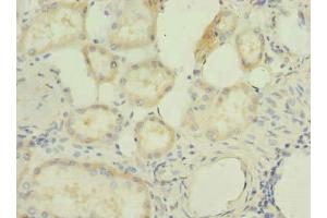 Immunohistochemistry of paraffin-embedded human kidney tissue using ABIN7166719 at dilution of 1:100 (RBBP9 antibody  (AA 1-186))