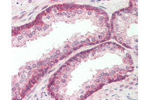 Anti-FBXO21 antibody IHC staining of human prostate. (FBXO21 antibody  (AA 74-123))