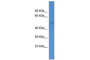 Western Blot showing Gabra5 antibody used at a concentration of 1. (GABRA5 antibody  (Middle Region))