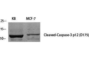 Western Blot (WB) analysis of specific cells using Cleaved-Caspase-3 p12 (D175) Polyclonal Antibody. (Caspase 3 p12 (Asp175), (cleaved) antibody)