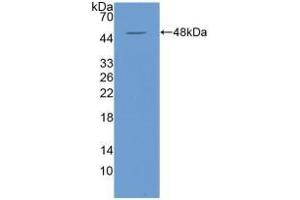 IFNA anticorps  (AA 24-189)