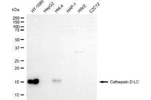 Western blotting analysis using cathepsin D LC antibody (ABIN7797939). (Cathepsin D antibody)